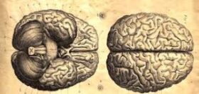 El Cerebro Humano